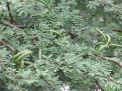 Vachellia farnesiana