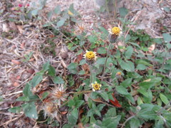 Tridax procumbens