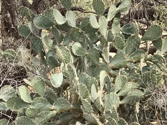Opuntia chlorotica