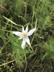 Rhynchospora colorata image