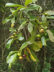 Eugenia brasiliensis