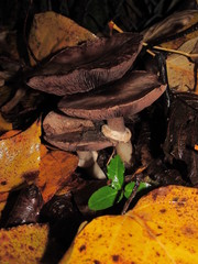 Agaricus moelleri