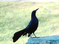 Quiscalus mexicanus