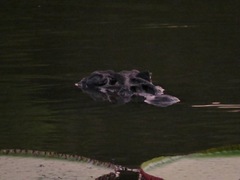 Melanosuchus niger