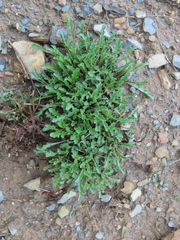 Leucanthemum vulgare