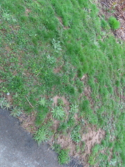 Hypochaeris radicata