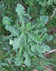 Hypochaeris radicata