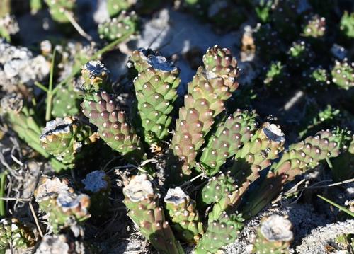 Medusea procumbens (Mill.) Haw. 2