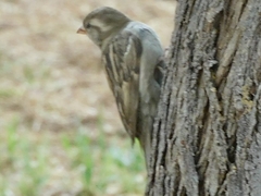 Passer domesticus