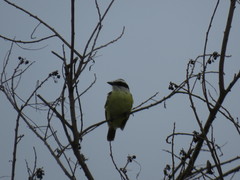 Pitangus sulphuratus