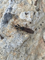 Myodocha serripes