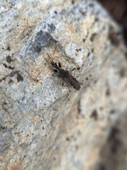 Myodocha serripes