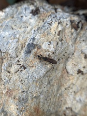 Myodocha serripes