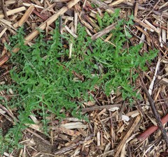 Taraxacum officinale