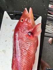Bodianus unimaculatus