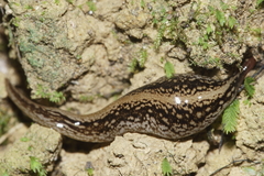 Australopacifica jacksoniana
