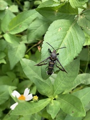 Nokona pilamicola
