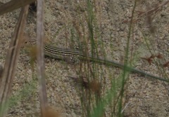 Cnemidophorus lemniscatus