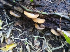 Crepidotus praecipuus