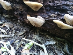 Crepidotus praecipuus