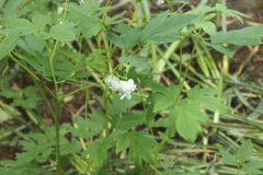 Lamprocapnos spectabilis