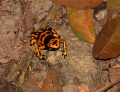 Dendrobates leucomelas