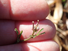 Cardamine parviflora