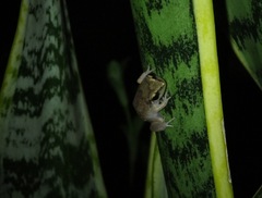 Eleutherodactylus johnstonei