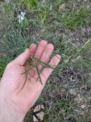 Pediomelum linearifolium