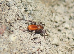 Castianeira alteranda