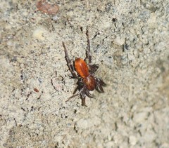 Castianeira alteranda