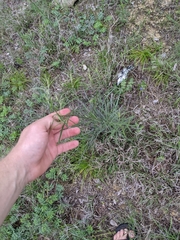 Pediomelum linearifolium