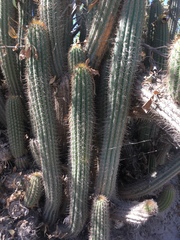 Trichocereeae