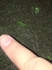 Orthoptera