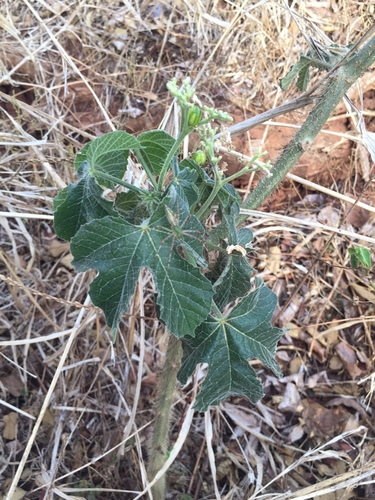 Cnidoscolus urens image