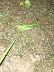 Orthoptera