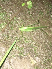 Orthoptera