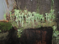 Cladonia carneola