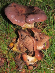 Gomphidius subroseus