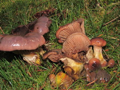 Gomphidius subroseus