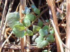 Cardamine parviflora
