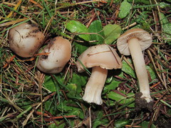 Inocybe albodisca