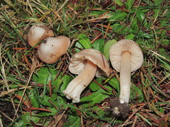 Inocybe albodisca