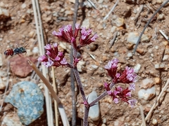 Chorizanthe staticoides