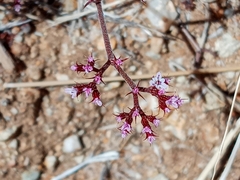Chorizanthe staticoides