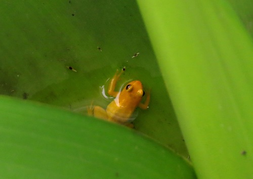 Beebe's Rocket Frog, Anomaloglossus beebei