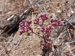 Chorizanthe staticoides