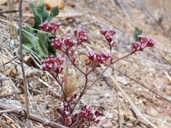 Chorizanthe staticoides
