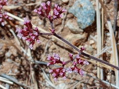 Chorizanthe staticoides