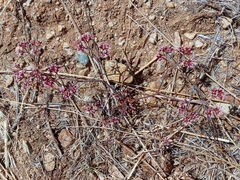 Chorizanthe staticoides